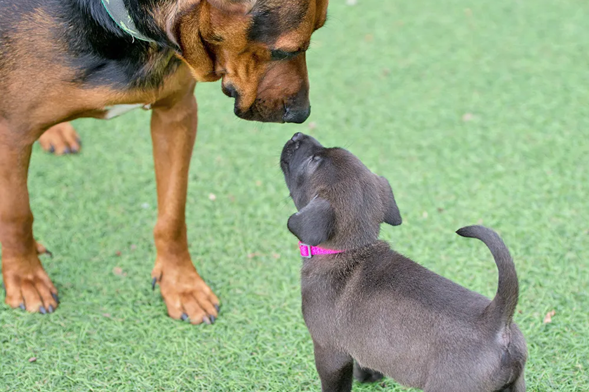 Senior dog with puppy