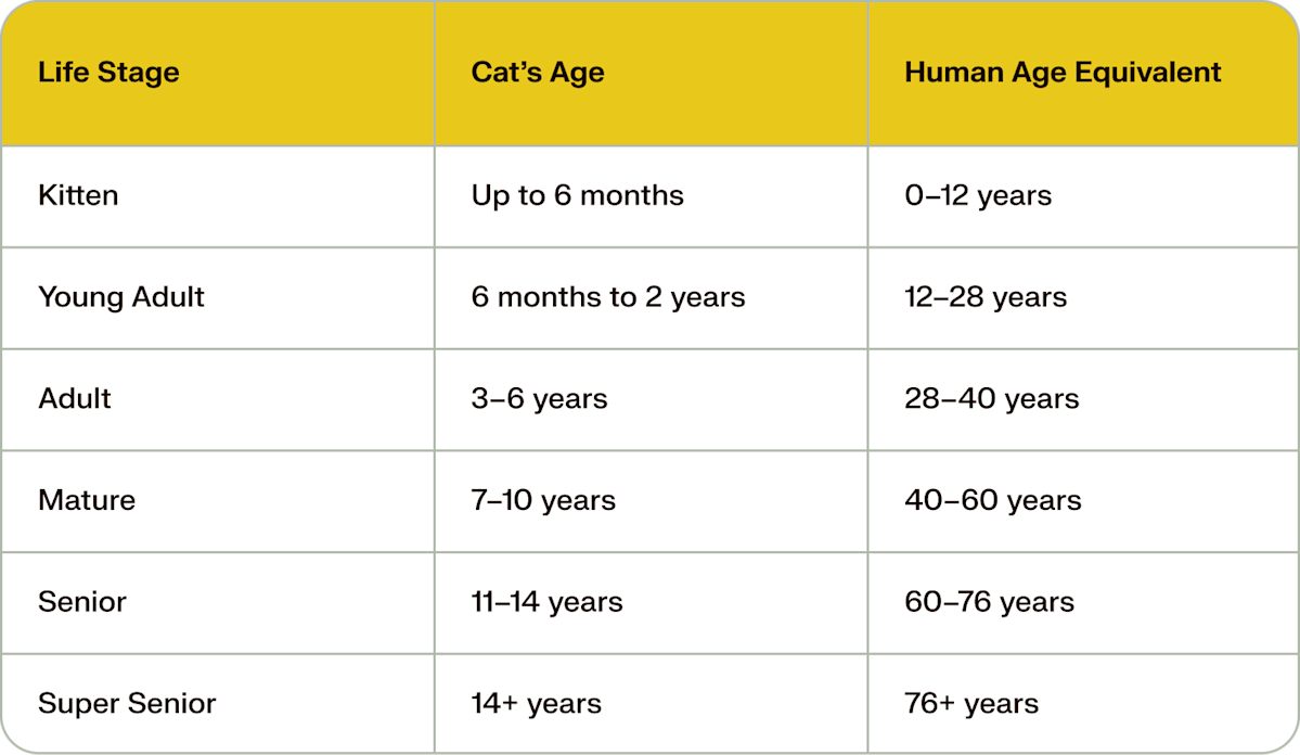 cat age chart