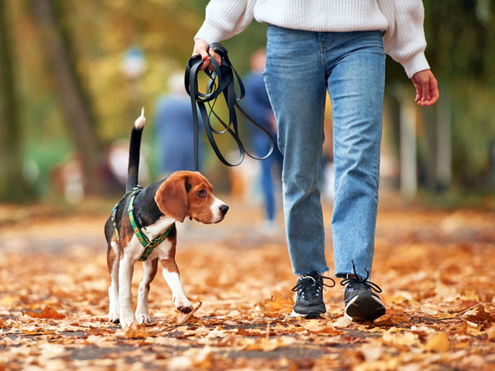 Cute Beagle dog being walking outside in the park.