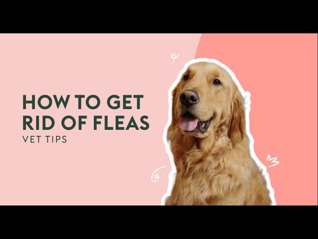 How To Get Rid Of Fleas | Vet Tips