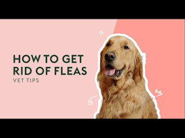 How To Get Rid Of Fleas | Vet Tips