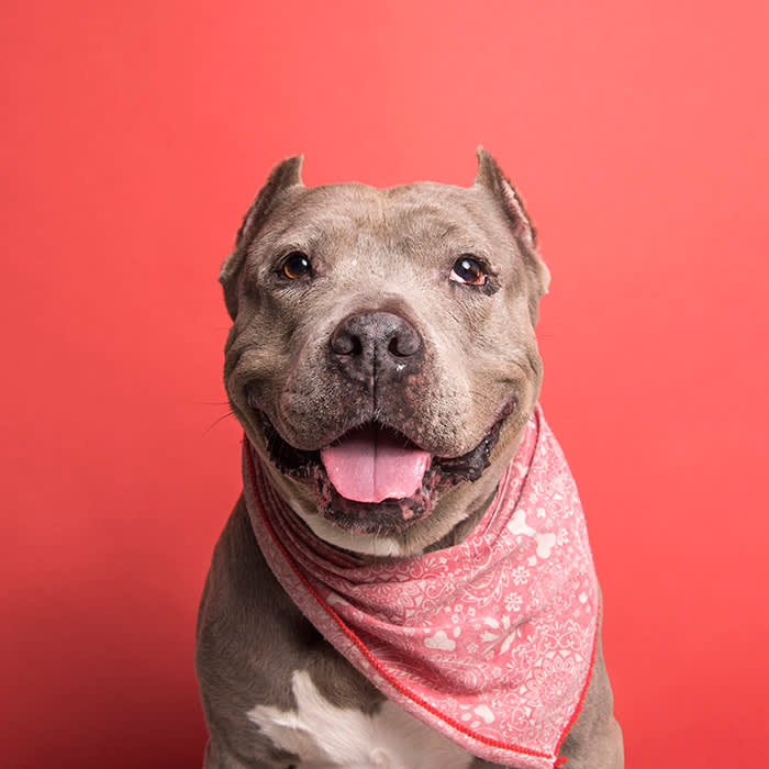 a dog in a red bandana stands in front of a red backdrop