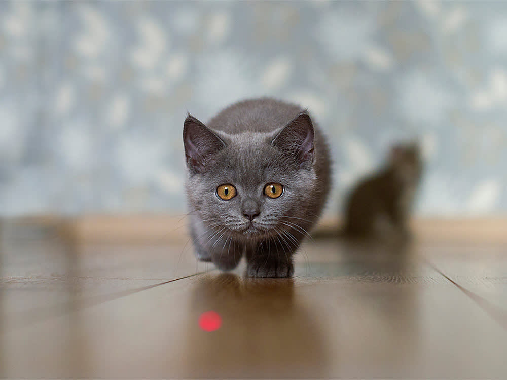 A kitten sneaking up on a laser pointer with big, interested eyes.