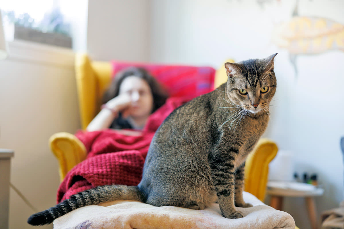 cat on a person's lap