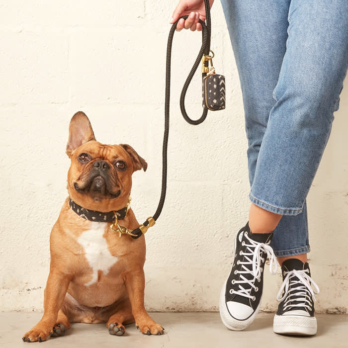 the french bull dog on a leash