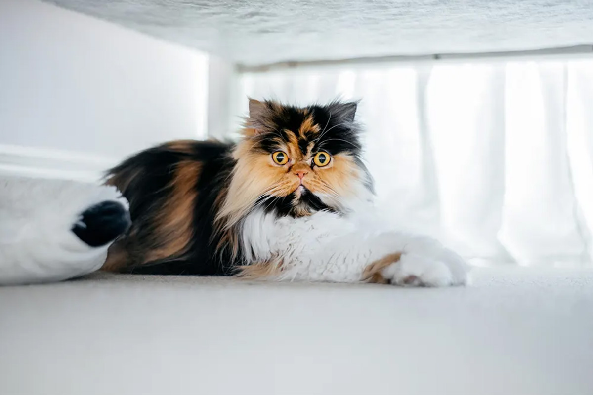 Persian cat