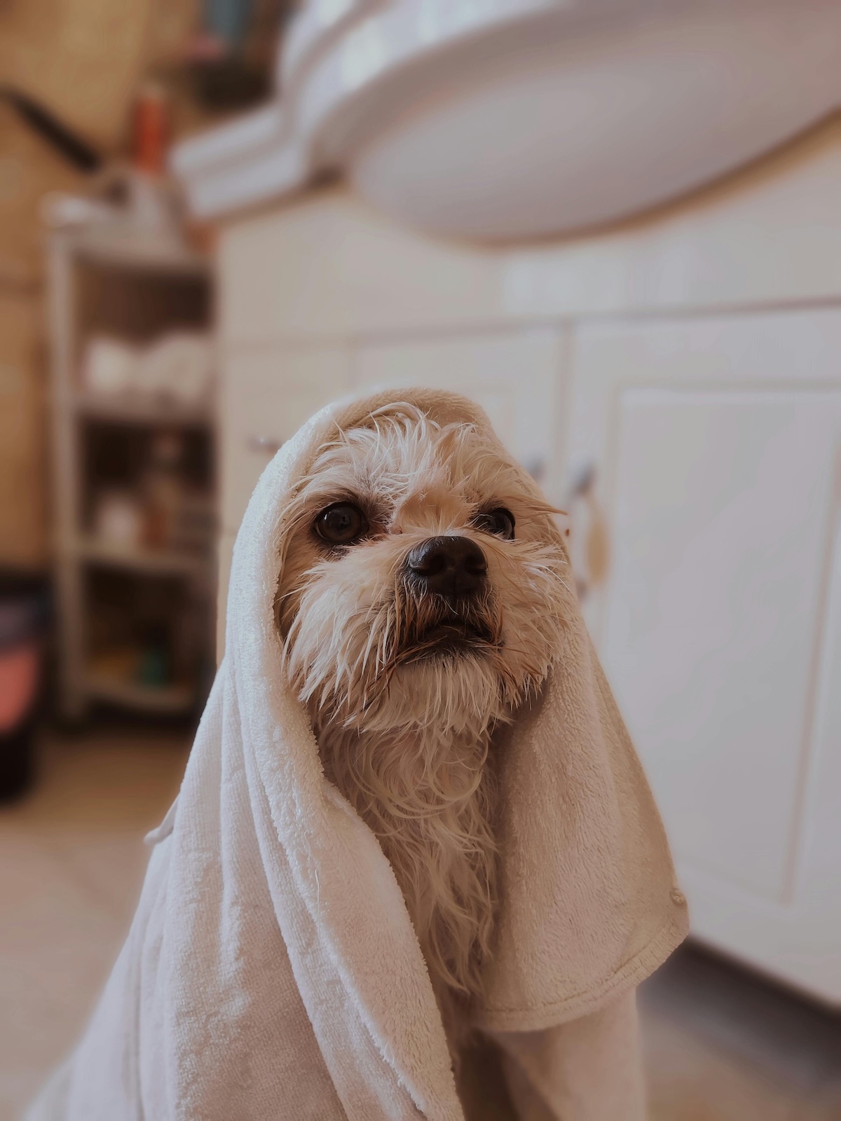 a picture of a small wet white dog under a white towel