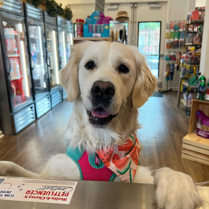 a large white dog at Uptown Pup