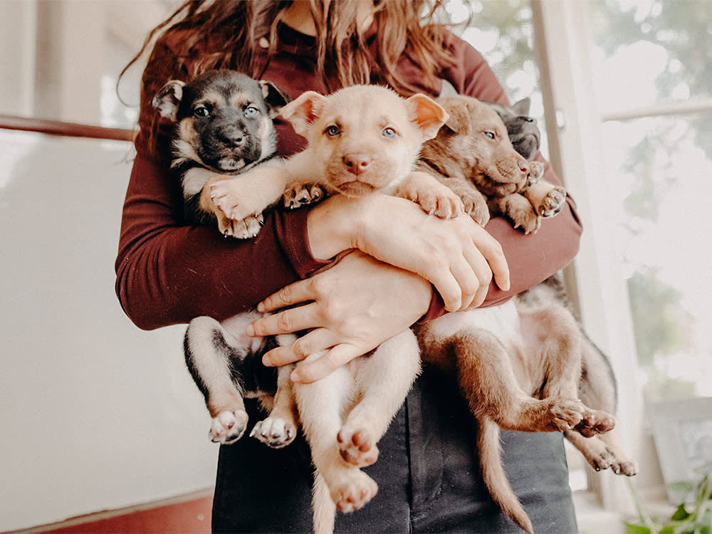 three small dogs