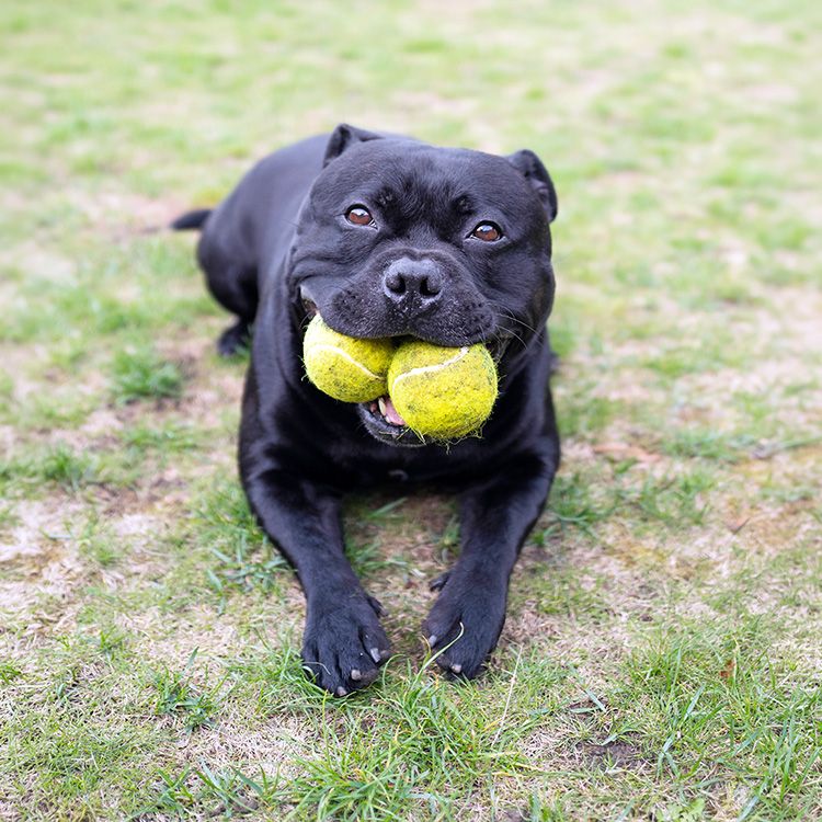 Cute dog with two tennis balls in its mouth outside in the grass.