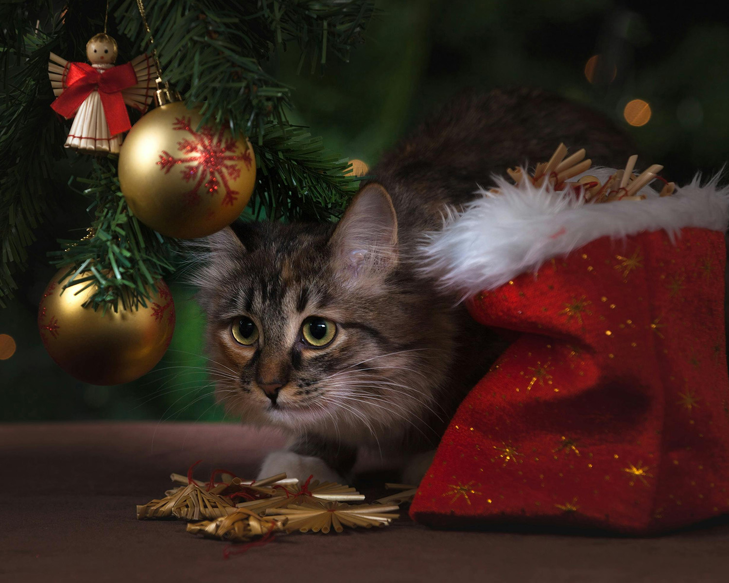 cat hiding under a Christmas tree next to a cat Christmas stocking 