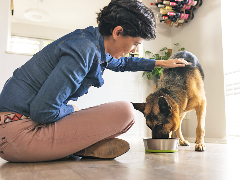 human stroking a dog while it eats 