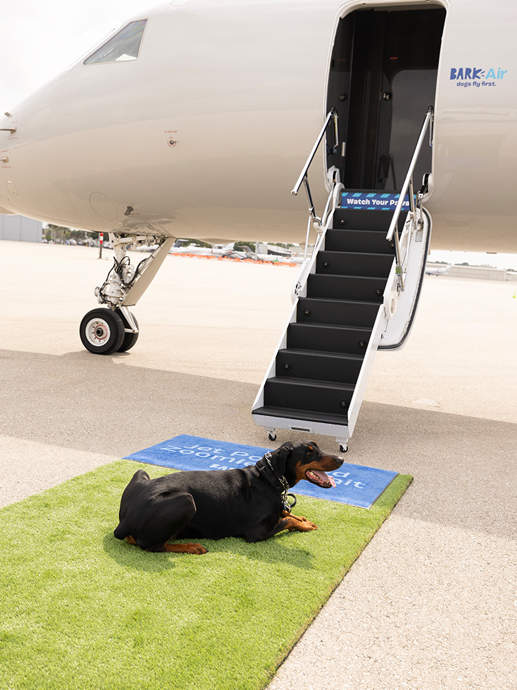 Dog waits to board private jet