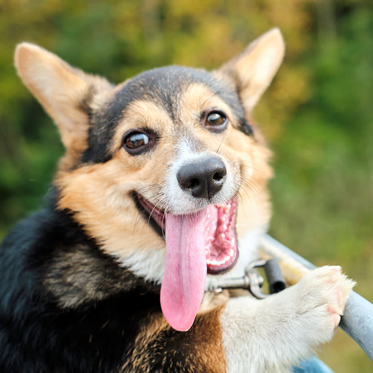 Cute Corgi dog with its tongue sticking out.