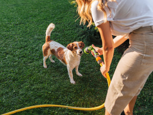 Avoid heat stroke in dogs by sprinkling in the backyard with your dog