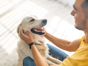 Man petting a Golden Retriever dog at home.