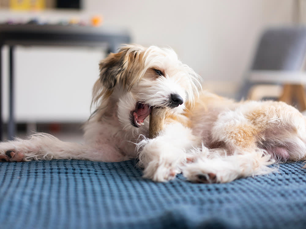 Tricks and Toys to Keep Dogs Busy When They're Alone