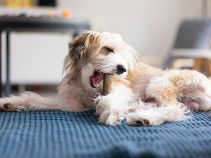 Dog lying on blanket, chewing on a bone