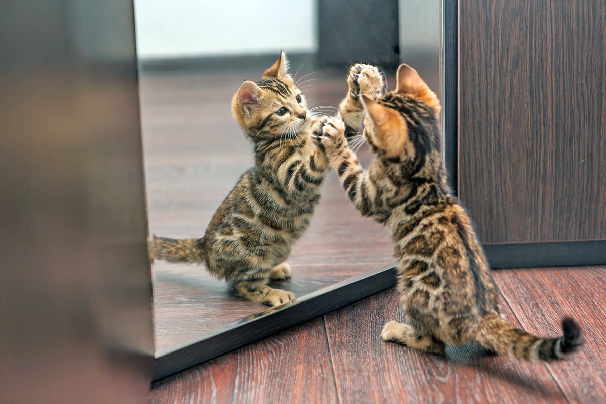 Bengal kitten looking in mirror