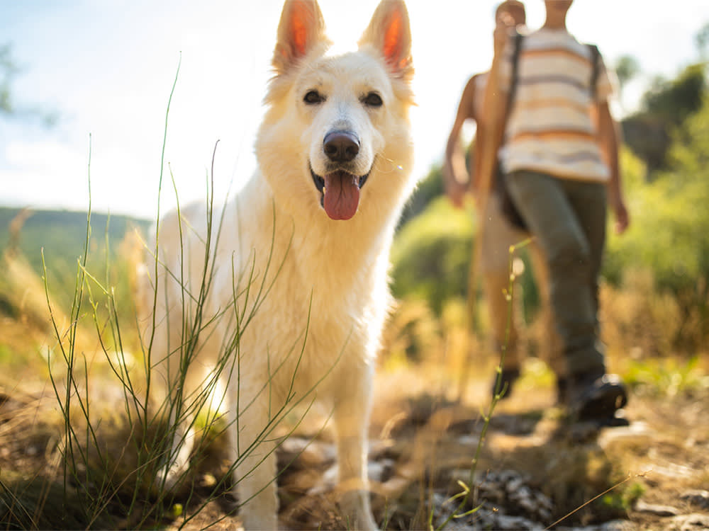 A white dog on a hiking trail with people. 