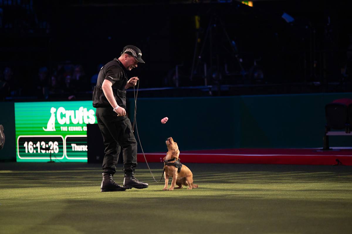 police Dog at crufts