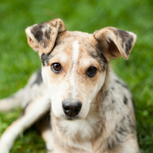 Confused dog lying in a field a green