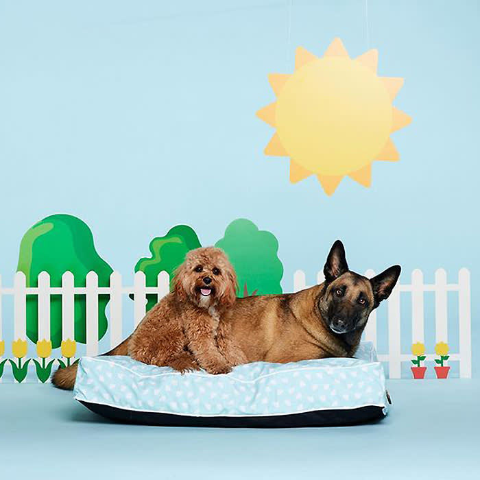 two dogs in a Kingboy dog bed