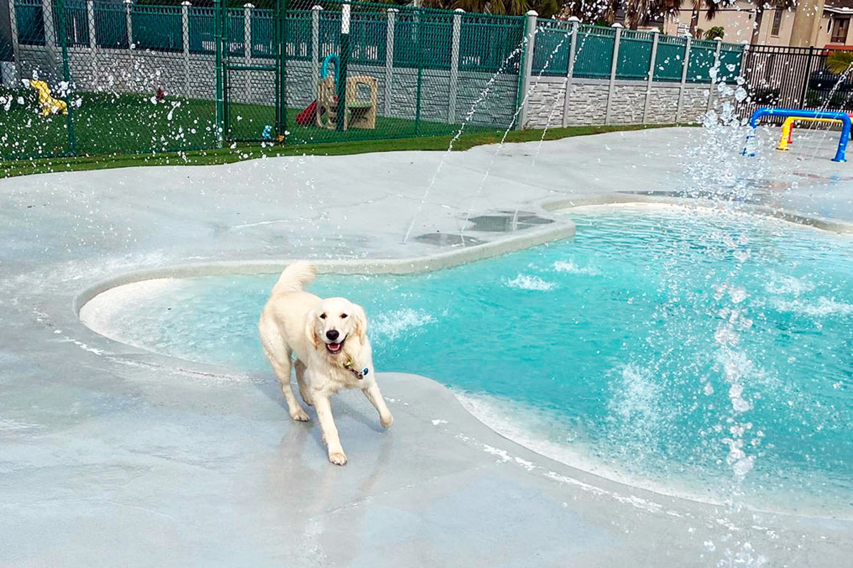 White dog at dog park