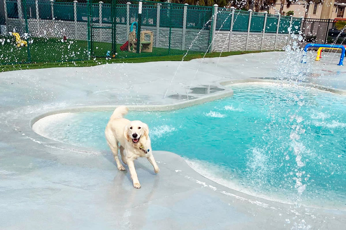 White dog at dog park