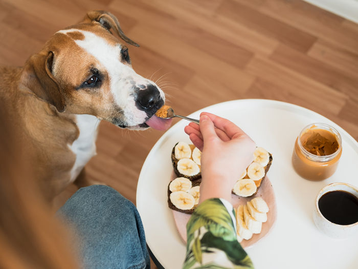 View over the shoulder of a women eating peanut butter and bananas and feeding some of the peanut butter to her dog on a spoon
