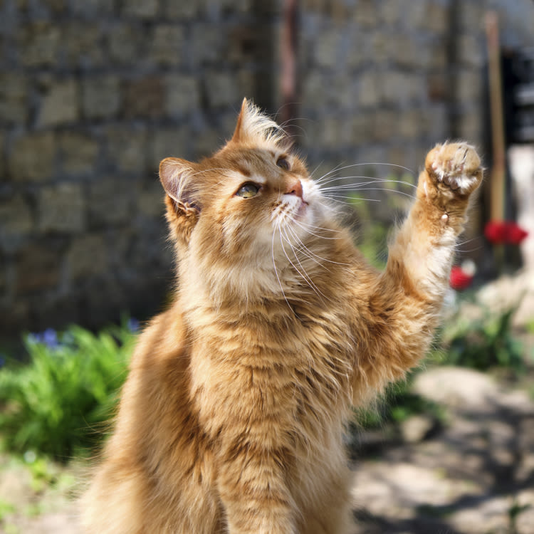 An orange cat holding its paw up 