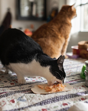 one cat eating one cat looking away