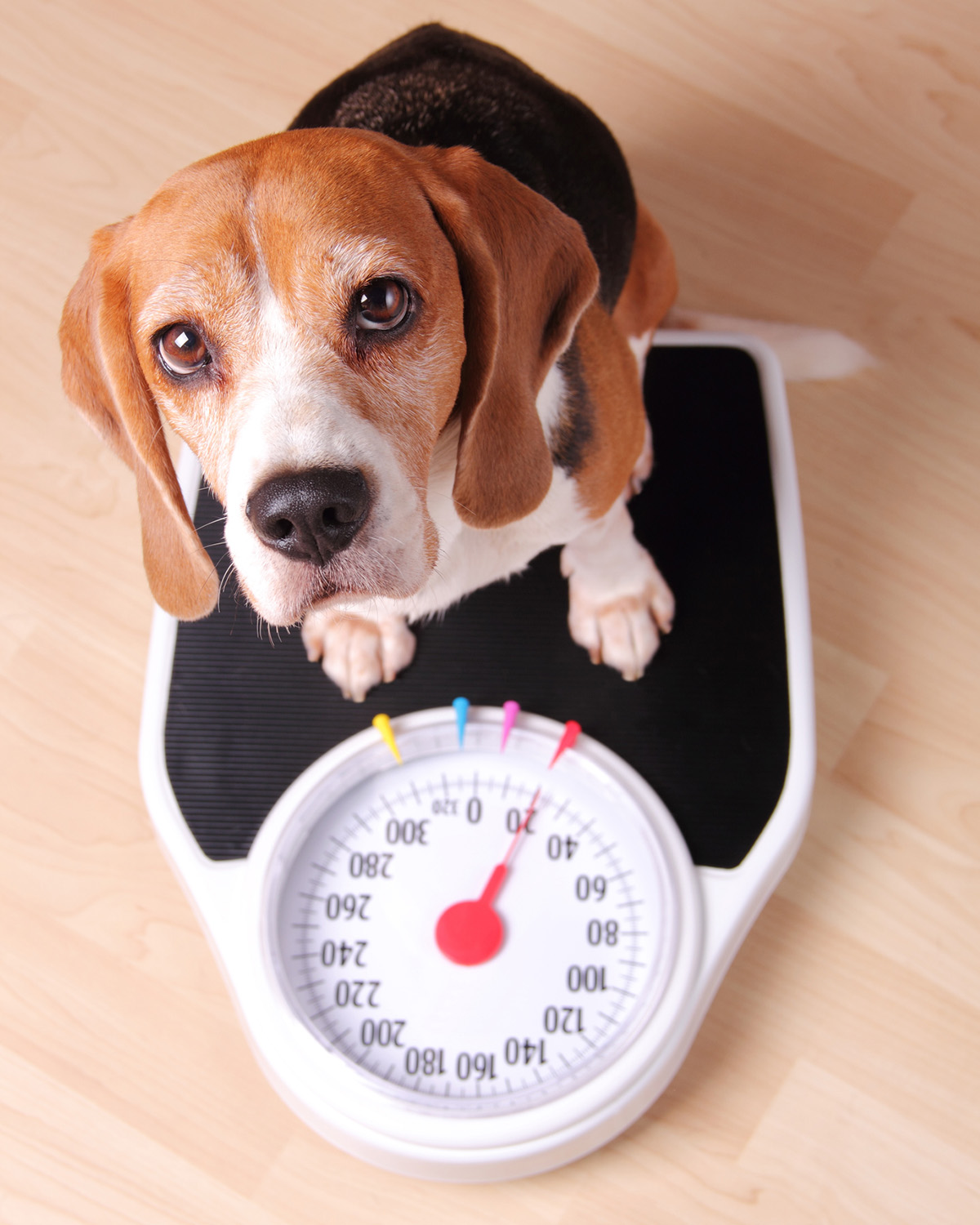 birds-eye view of a beagle dog on a weighing scale