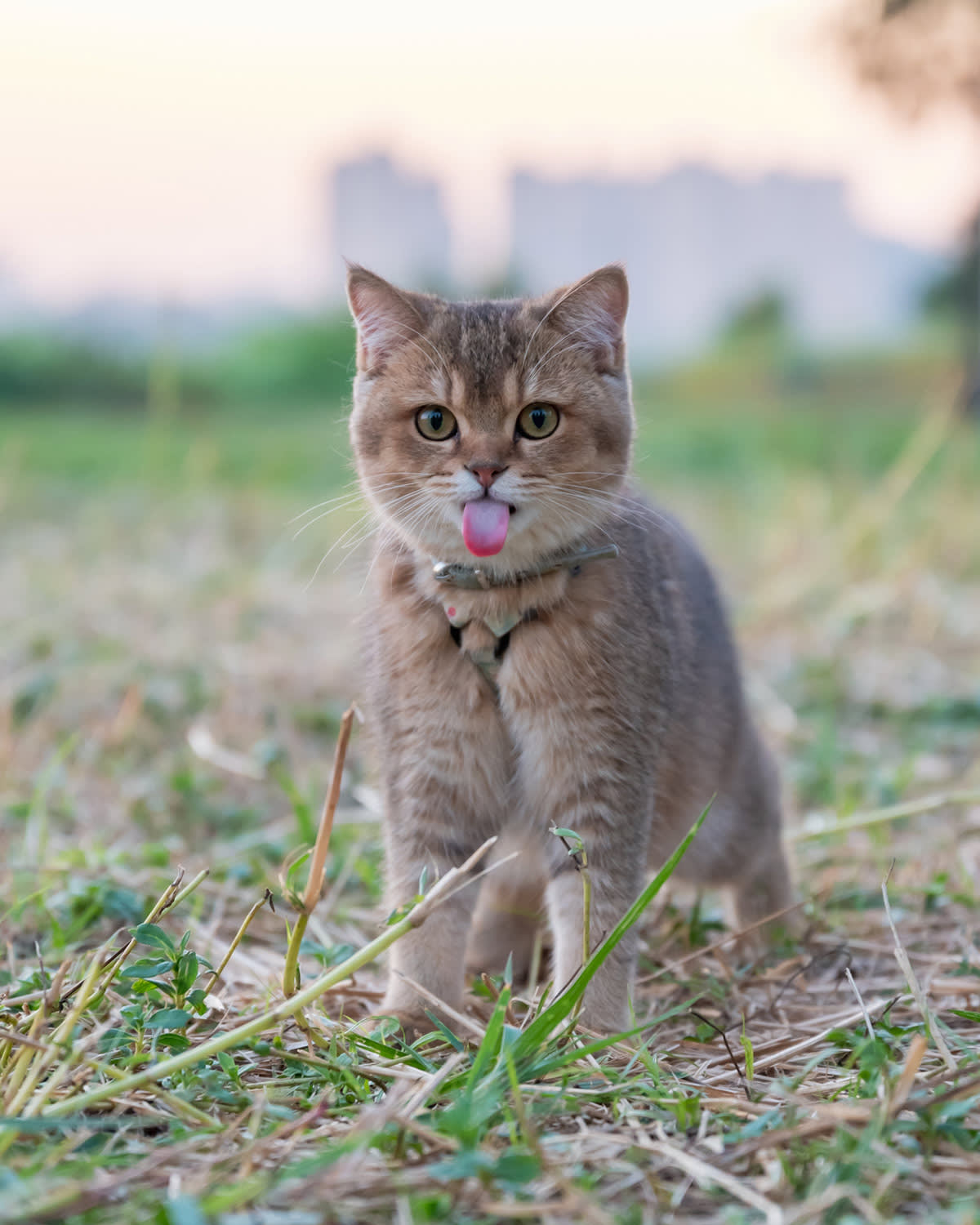 kitten sticking tongue out