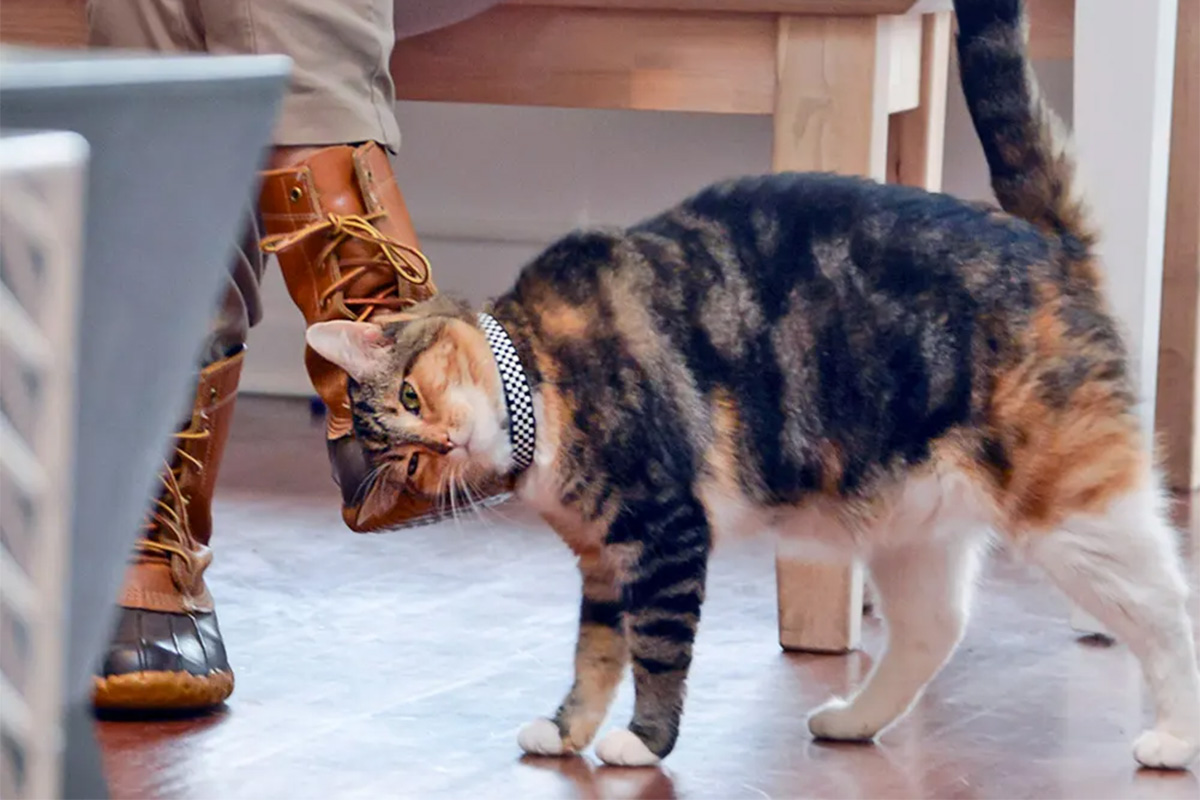 Cat rubbing against person