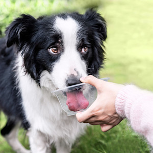 Dog drinking out of a container held by someone.