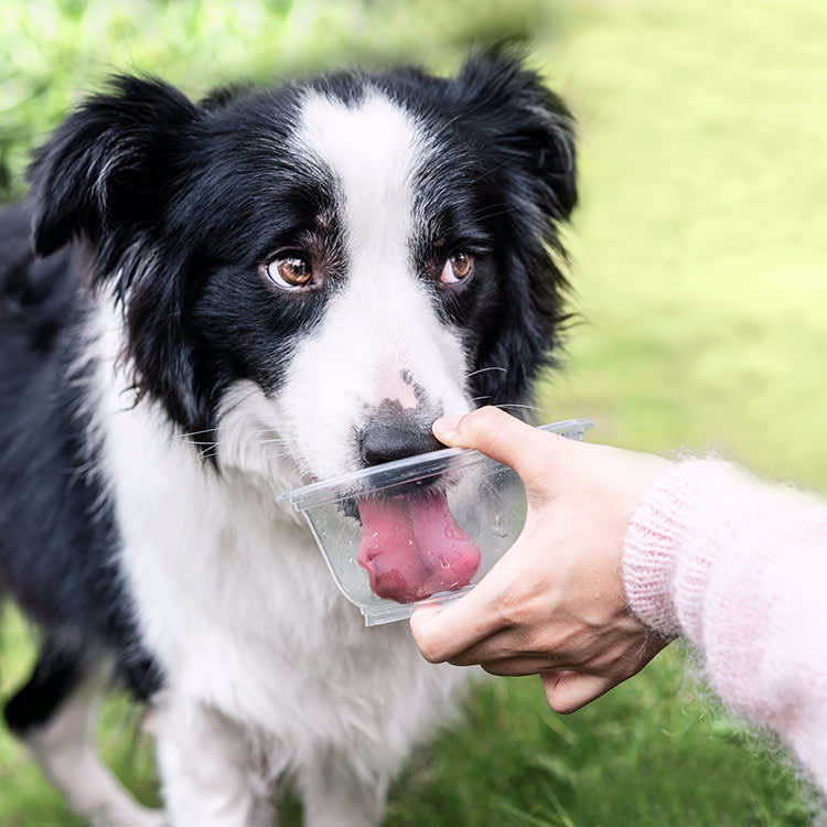 Dog drinking out of a container held by someone.