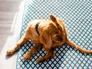 A mini golden doodle puppy licking and grooming itself.
