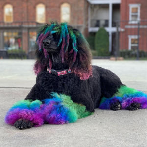 dog with colorful fur grooming