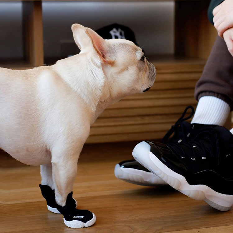 White French Bulldog wearing dog sneakers