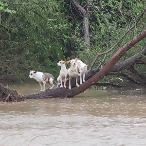 Four dogs standing on a fallen tree surrounded by water from a flood from hurricane Fiona. 