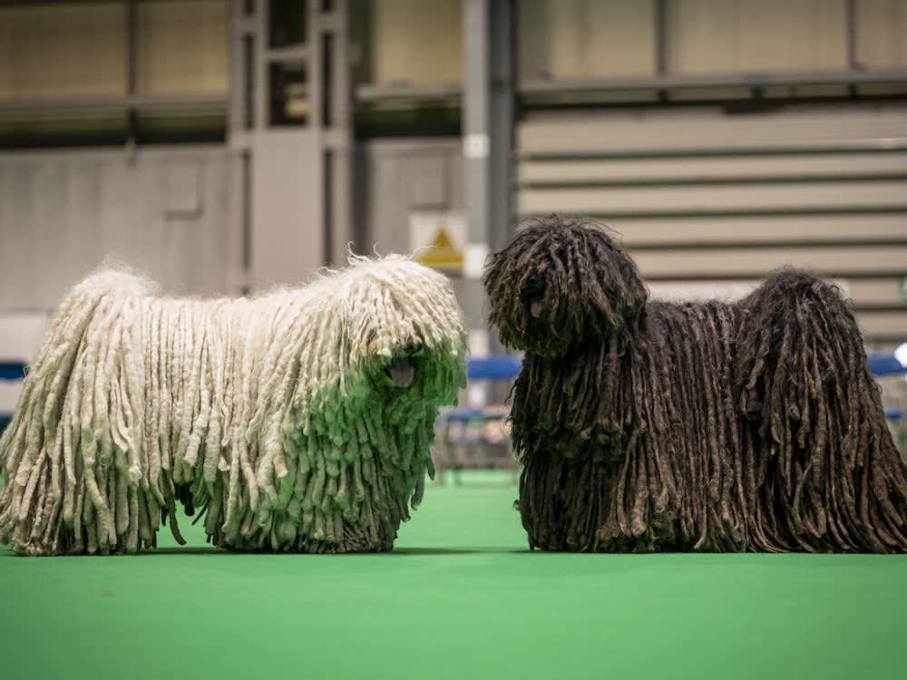 black and white hungarian pulli dogs crufts