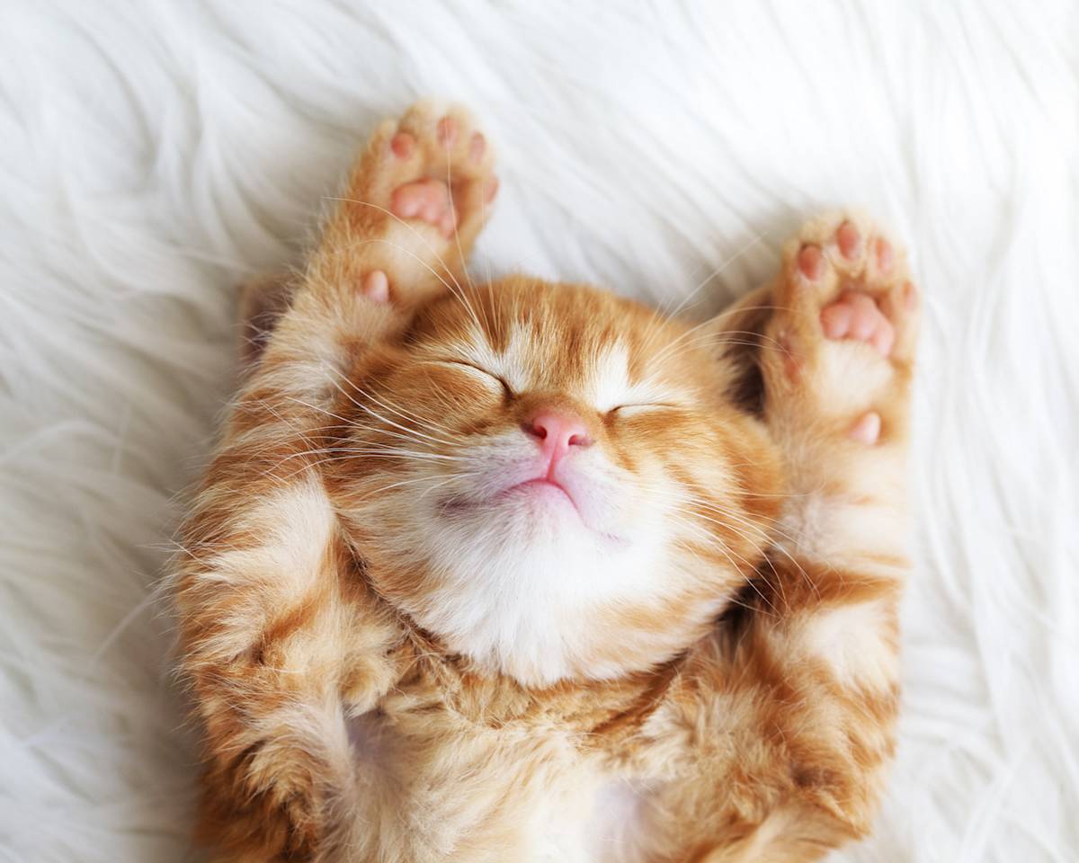 cute red kitten cat lying on back