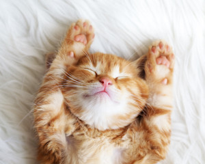 cute red kitten cat lying on back