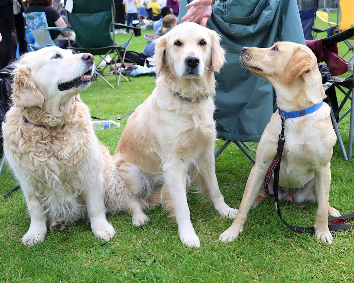 Three golden retrievers at a festival