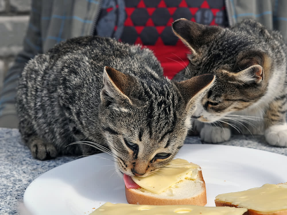 Two grey cats eating swiss cheese off of slices of bread while sitting on a table