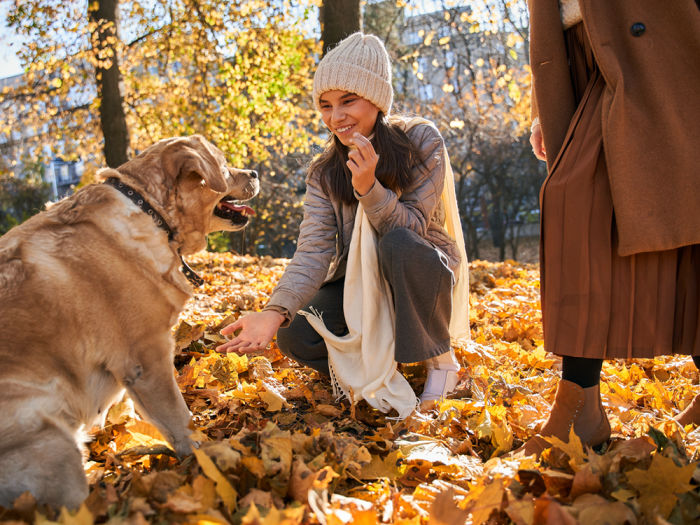 A woman kneeling down to pet a dog sitting in a pile of colorful leaves in the woods next to the dog's owner