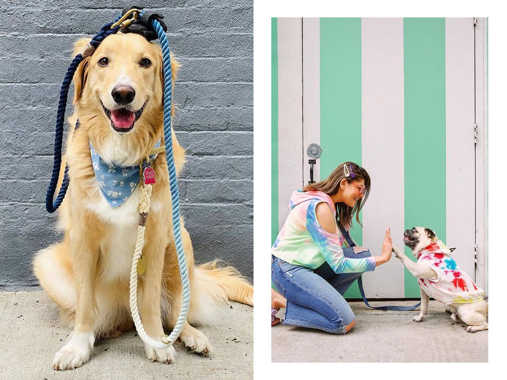 A Golden Retriever with a leash on their head; a pug high-fiving a woman in a tie-dyed shirt