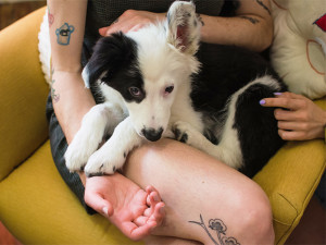 A dog sitting on a woman's lap looking very shy or nervous. 