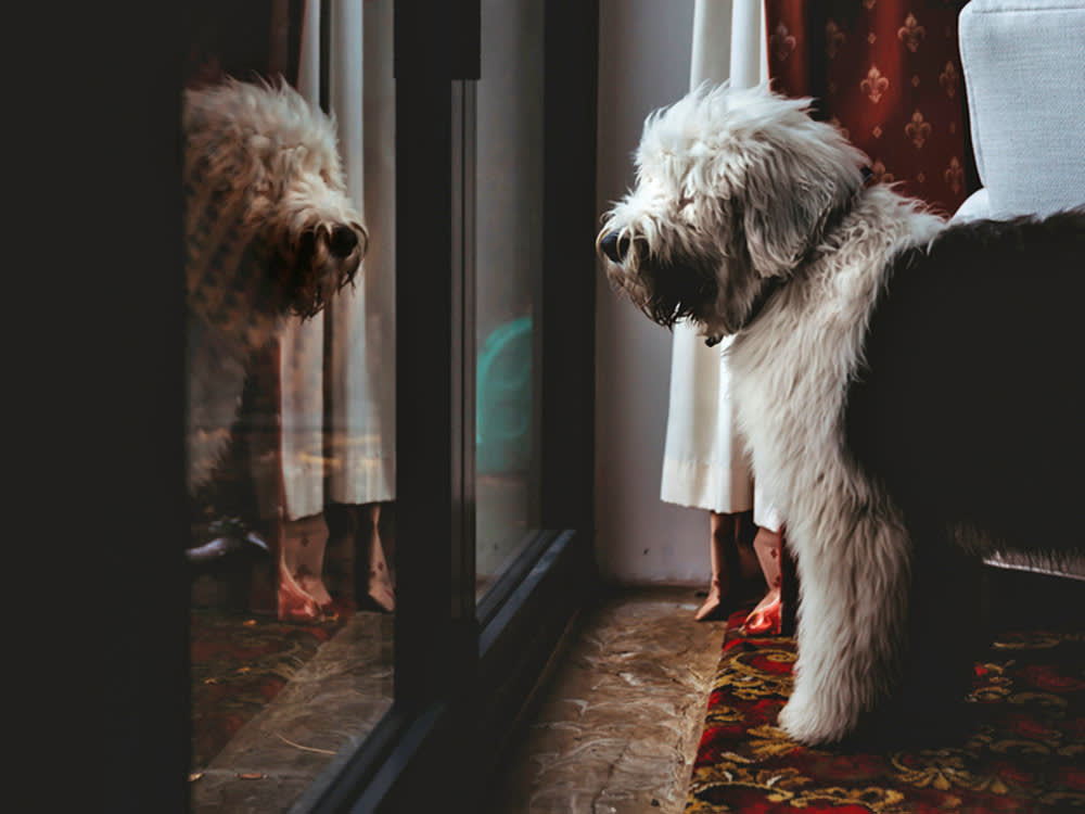 Old English Sheep dog pacing around the house at night.